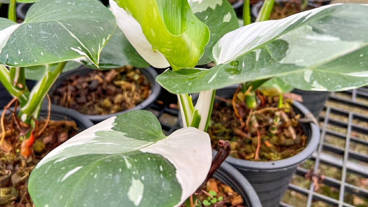 Philodendron white wizard plants in pots