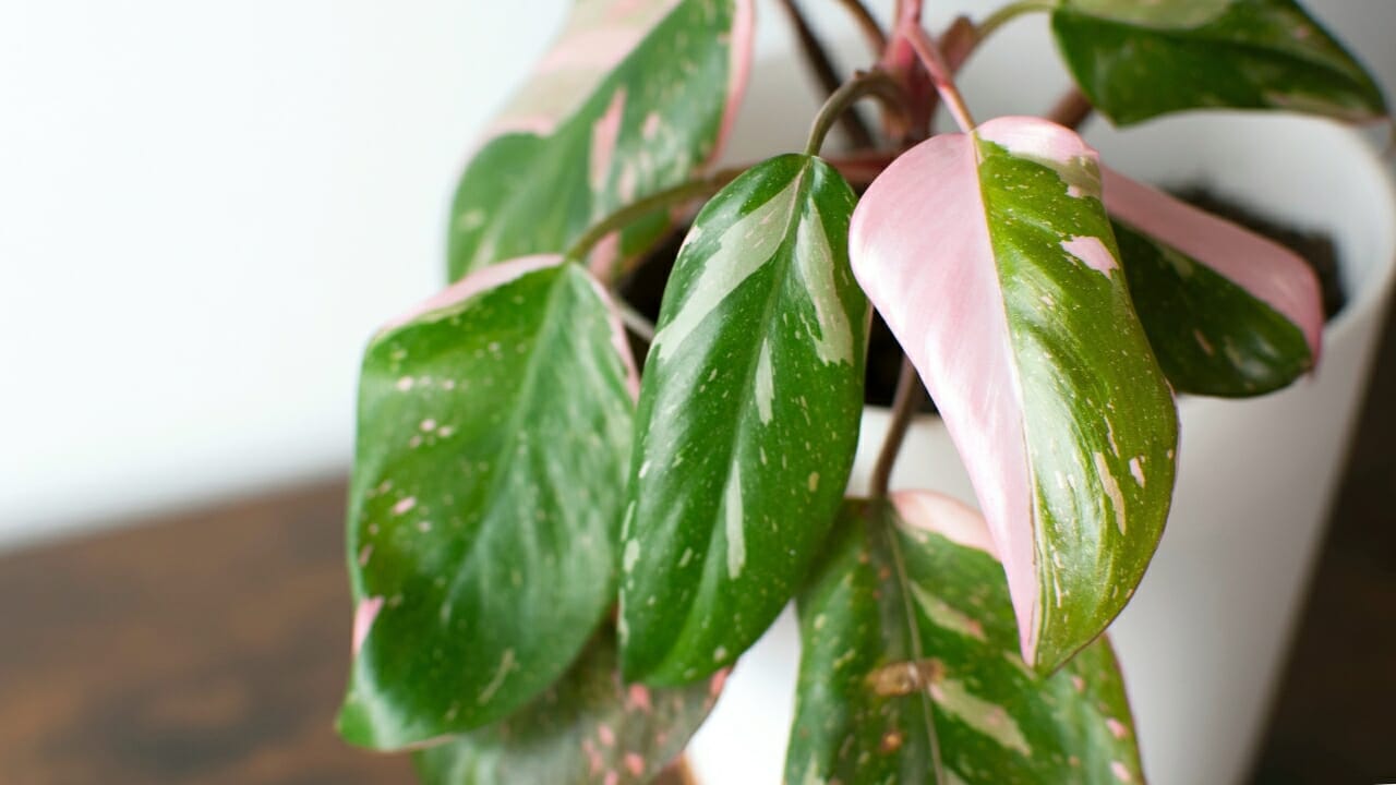 Philodendron erubescens pink princess in white pot