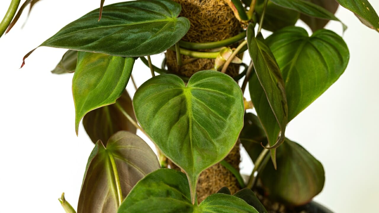 Philodendron micans  climbing