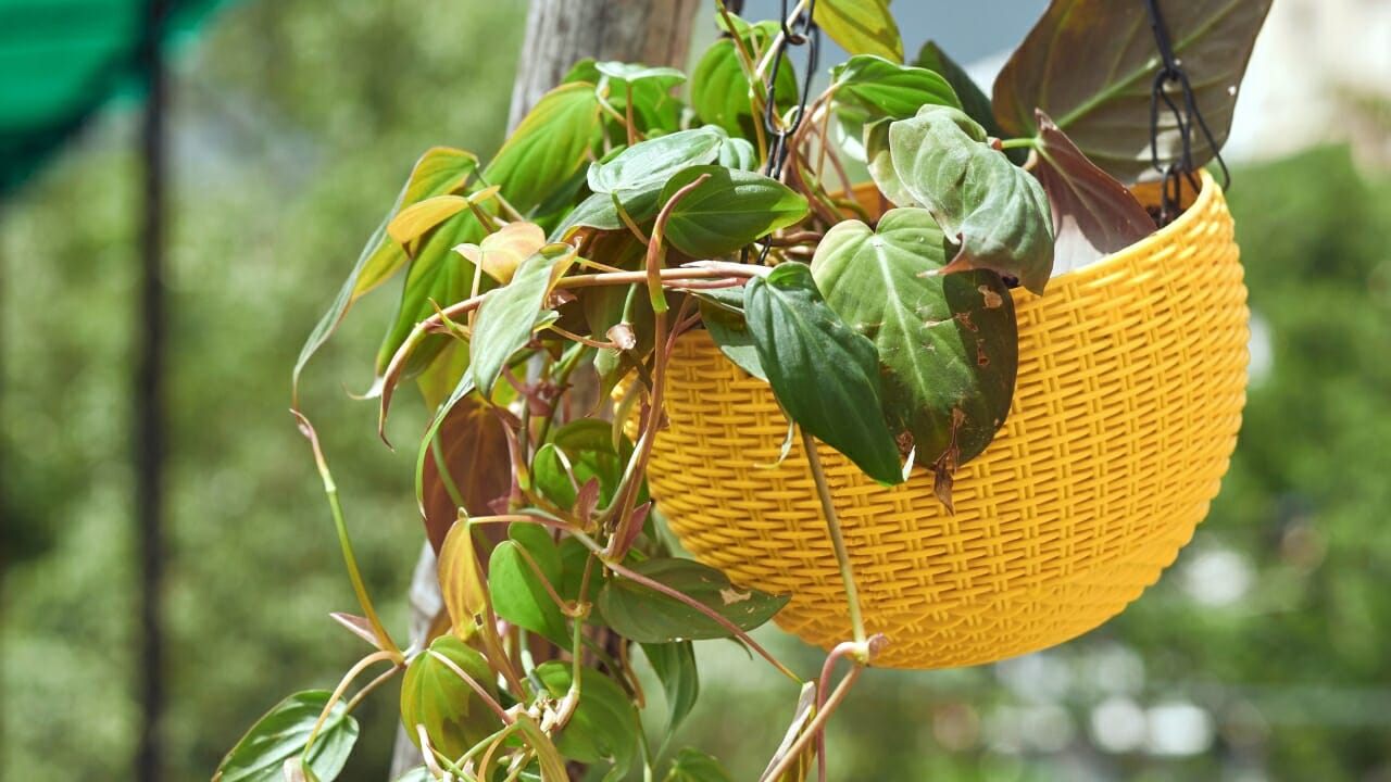 hanging Philodendron micans plant