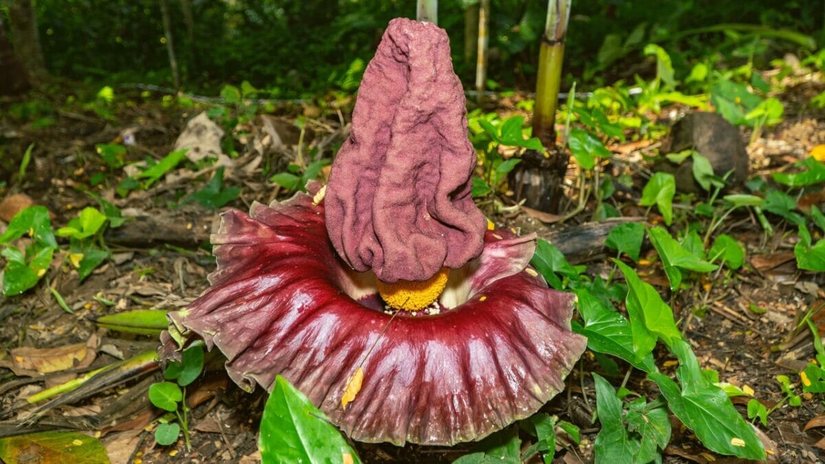 9 Plants That Wait a Lifetime to Bloom Once – And It's Usually Spectacular - Titan Arum ss2182671733