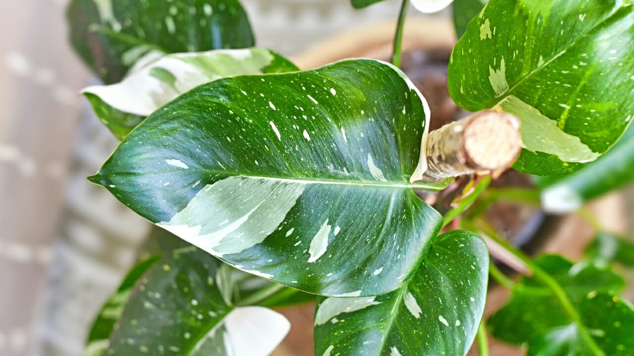  top view of White Princess Philodendron