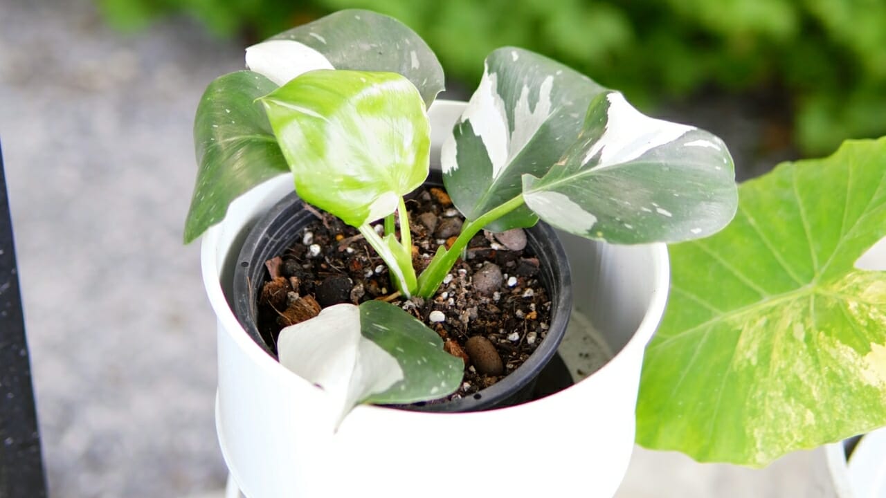  White Princess Philodendron outside in white pot
