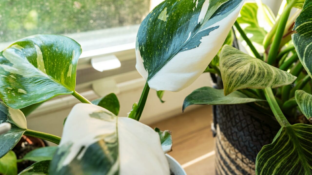  White Princess Philodendron by a window
