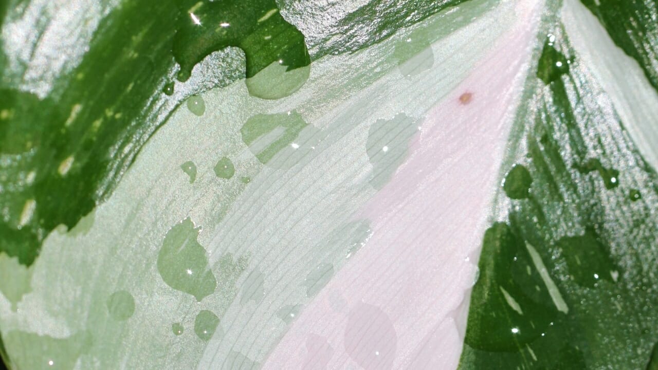  moisture on White Princess Philodendron leaf