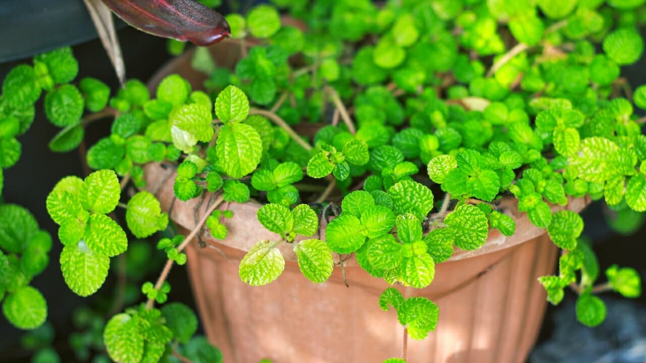 creeping charlie in terra cotta pot