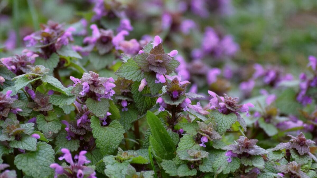 purple dead nettle plants