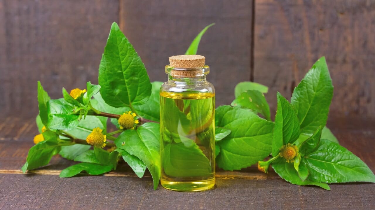 Acmella Oleracea tincture