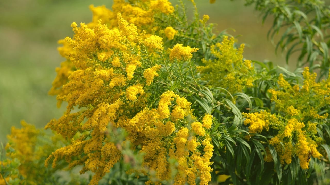 Hidden In Plain Sight: The Everyday Wild Plant with Extraordinary Health Perks - goldenrod s2361107223