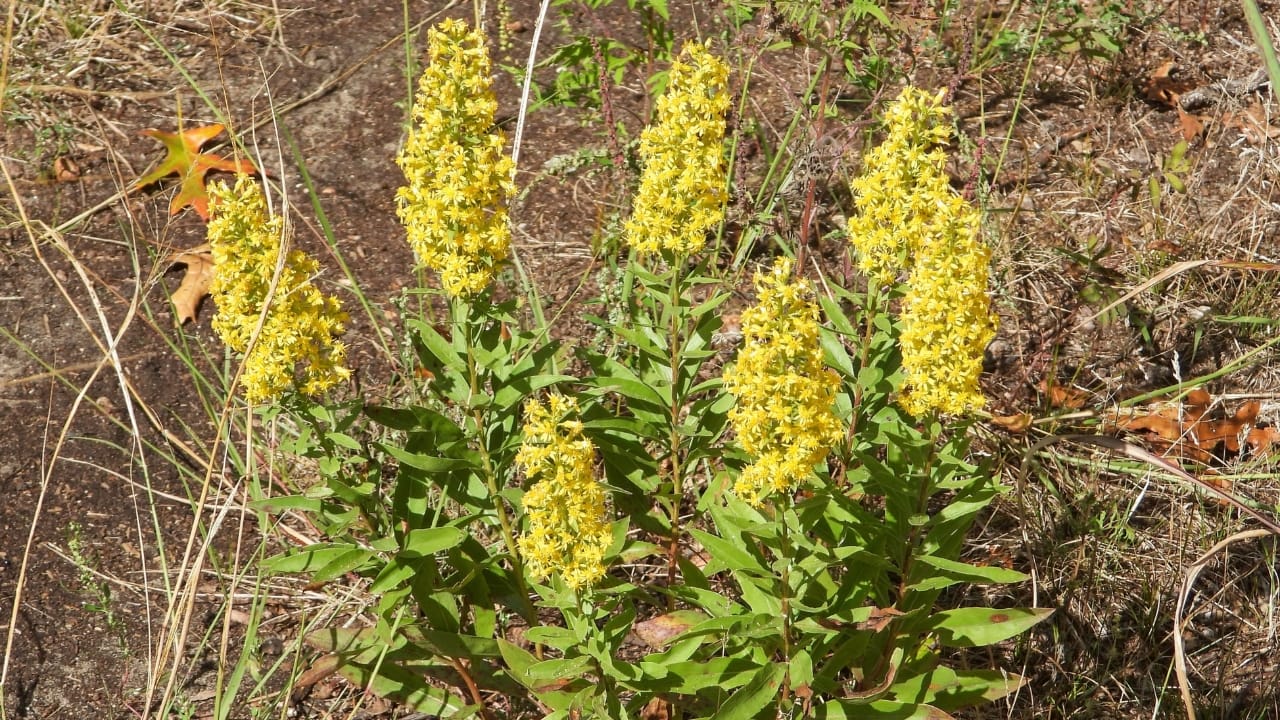 growing goldenrod