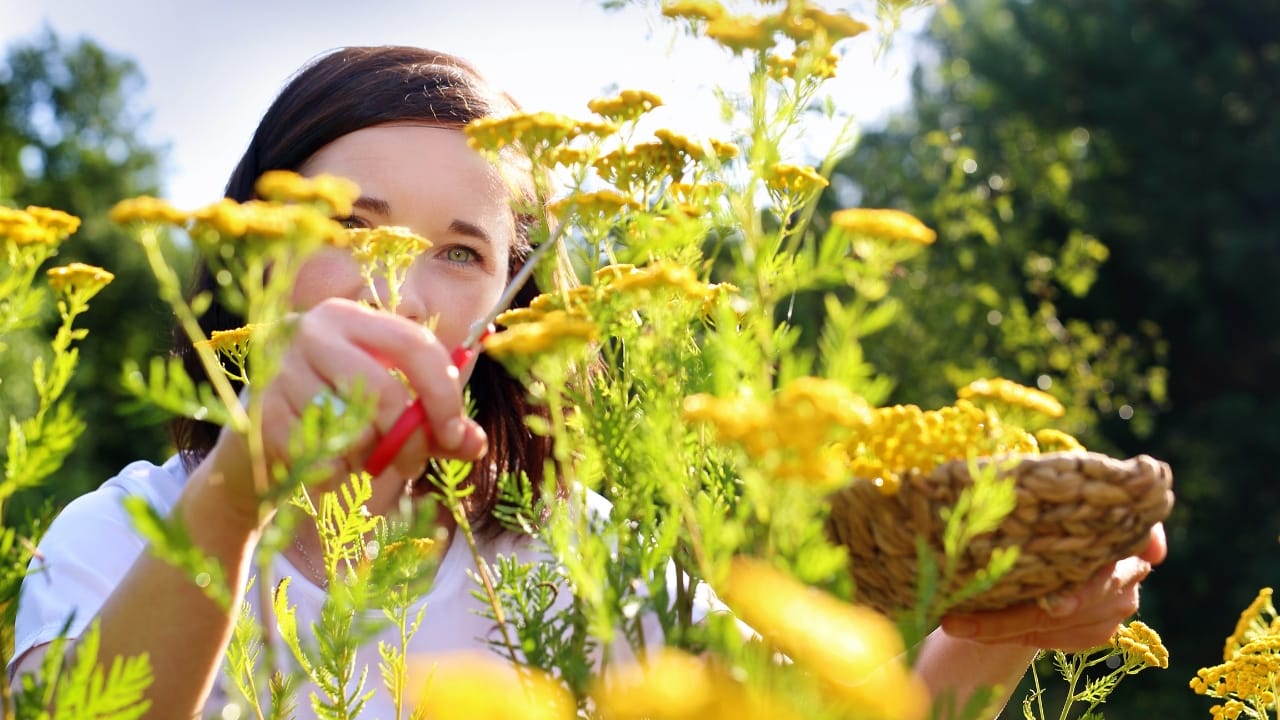 harvesting goldenrod