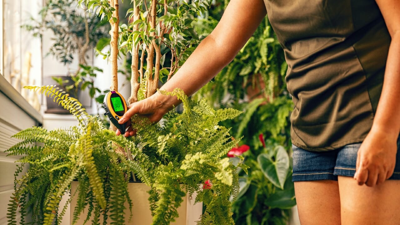 houseplant ph meter