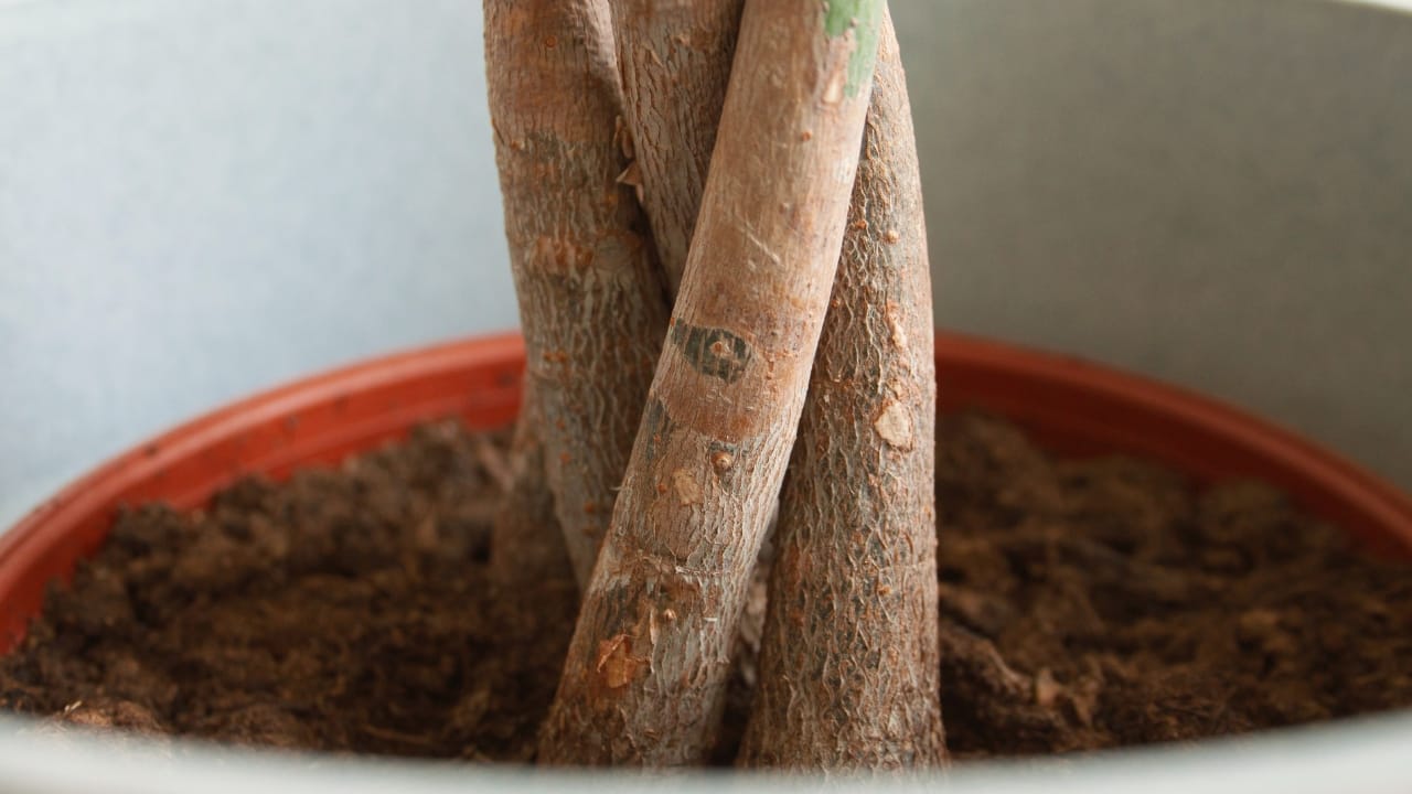 money tree soil