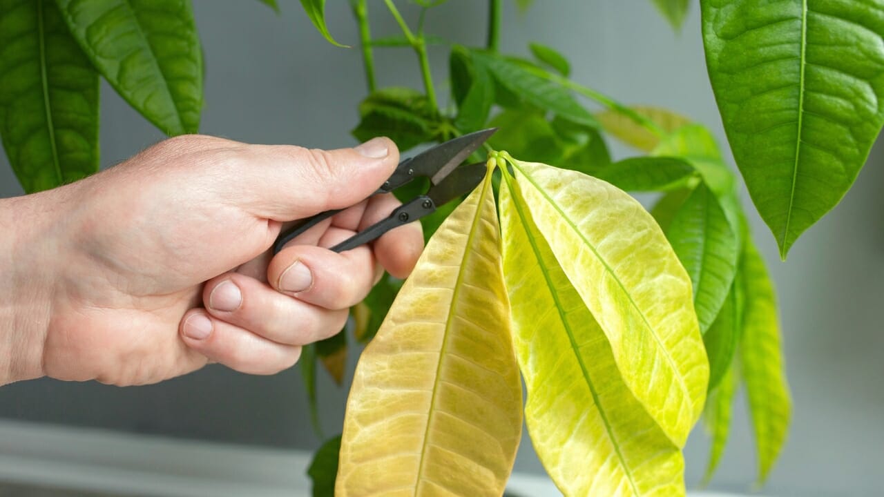 money tree turning yellow