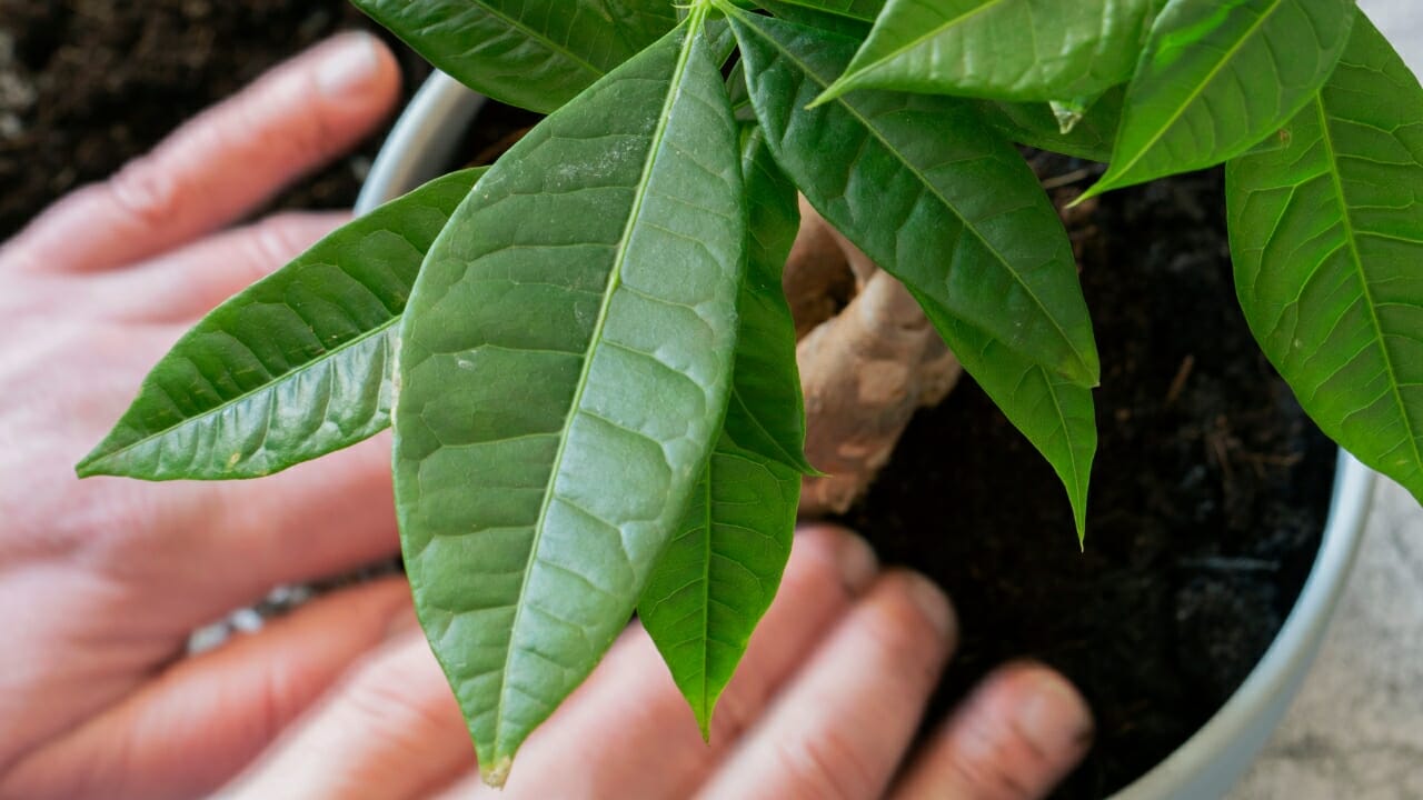 hands in new money tree soil