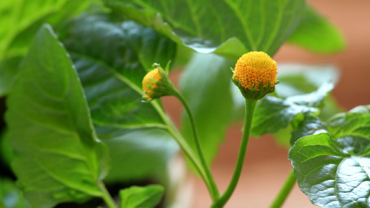 pana cress plant