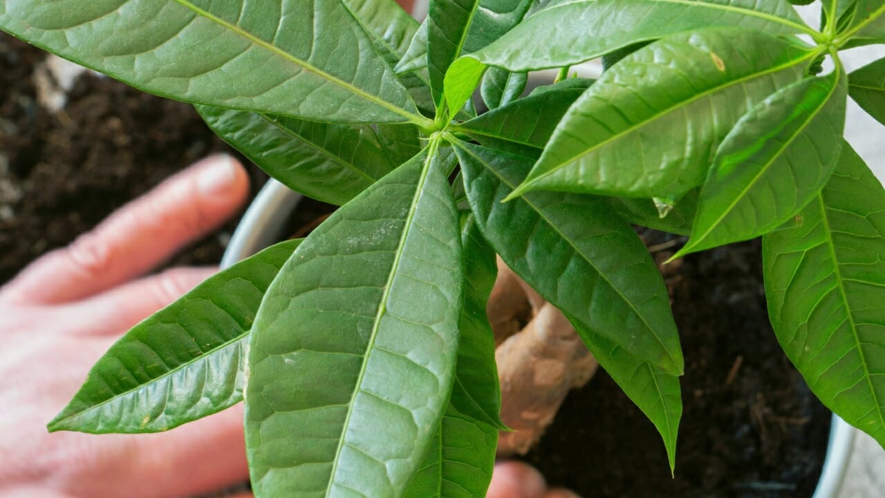 money tree