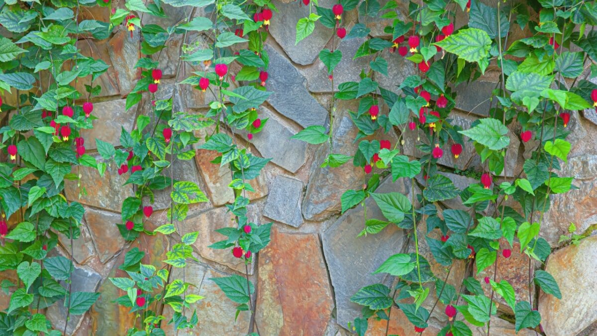 Attract Hummingbirds to Your Hanging Baskets with These 10 Low-Key Flowers - Abutilon s2144919755