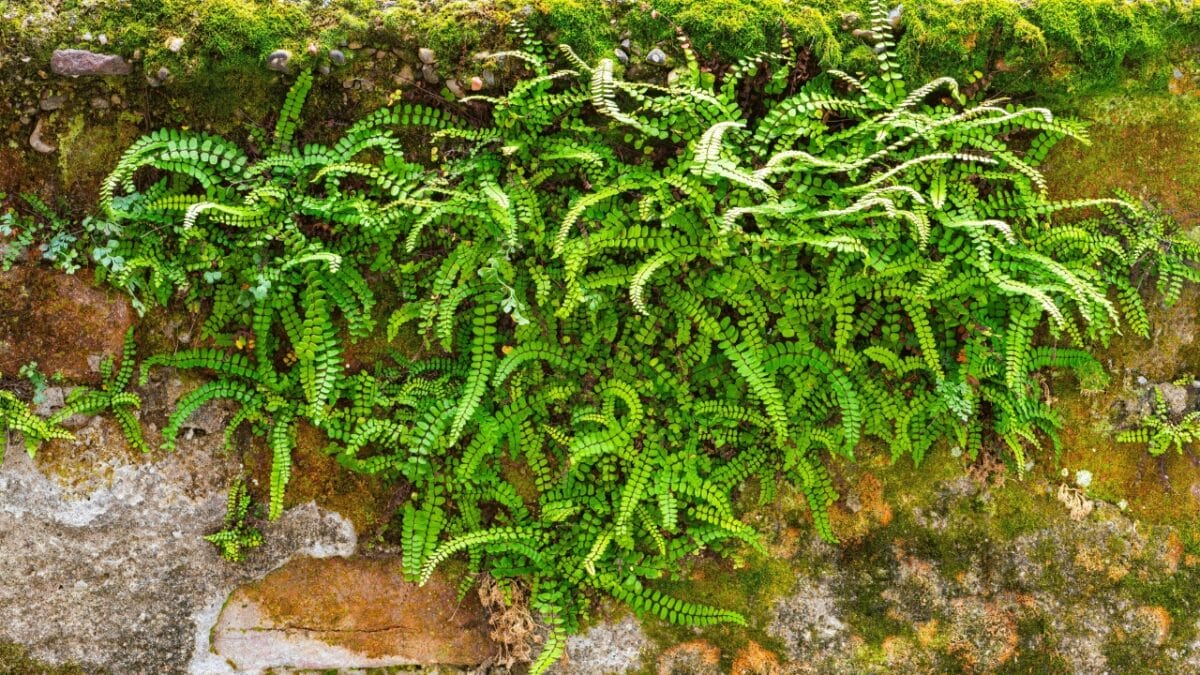 Achieve a Weed-Free Garden with These 15 Perennial Ferns - Maidenhair Spleenwort s2340232061