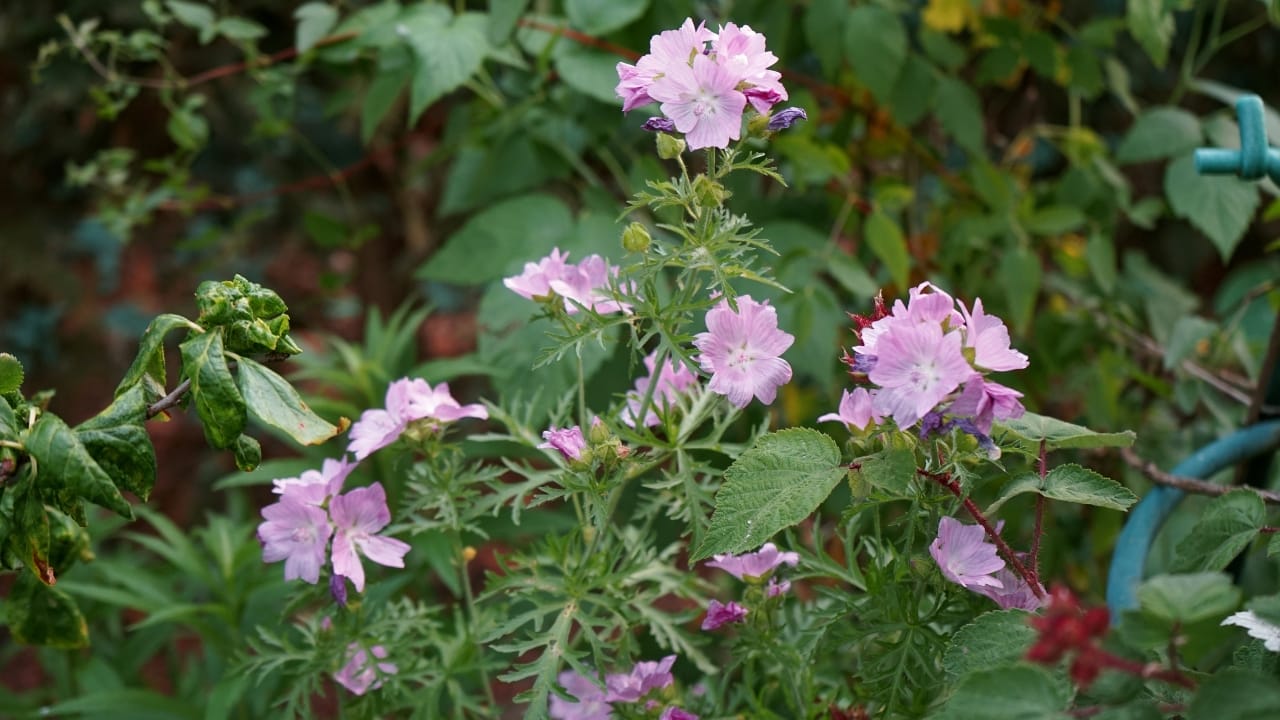 Malva moschata plant s2320262355