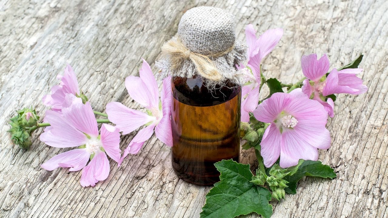 Malva moschata tincture oil 