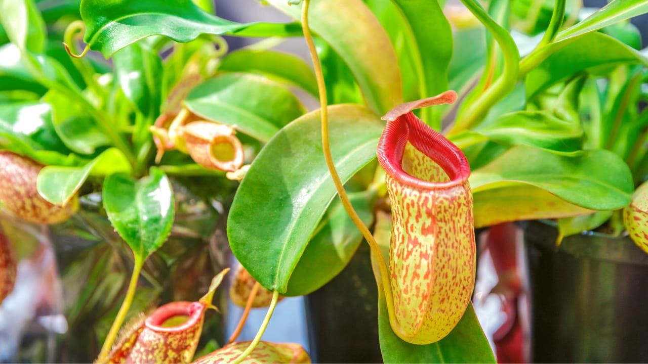 Nepenthes plant