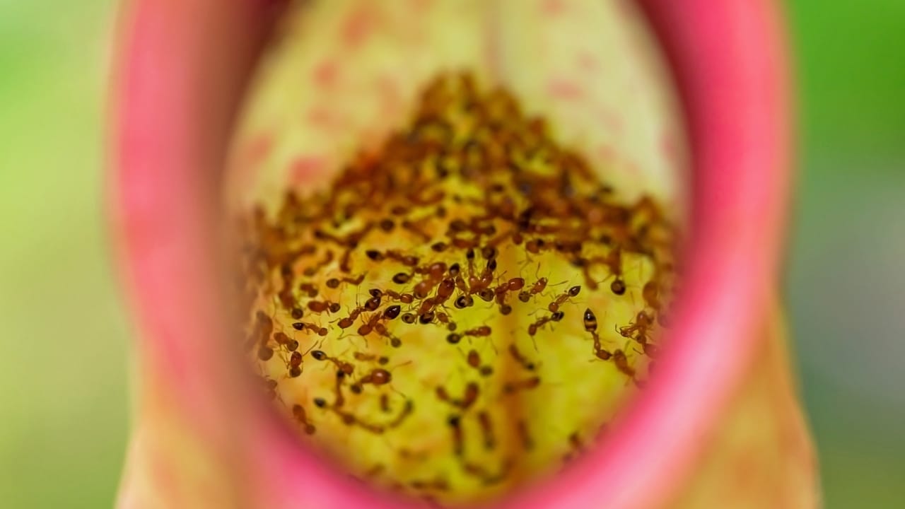 Feast Your Eyes, as they Feast on Flies: The Mesmerizing Nepenthes Plant - Nepenthes plant s2280731493