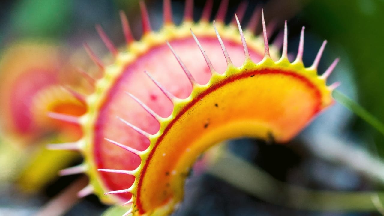 Venus Flytrap, Dionaea muscipula