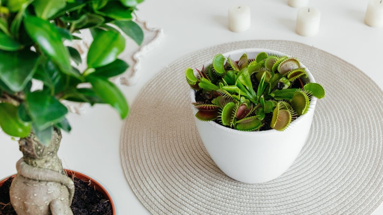 16 Things About Venus Flytraps Most People Don't Know - Venus fly trap plant s2360178517