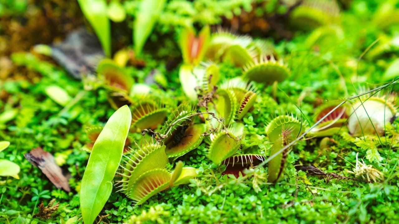 Venus fly trap plant