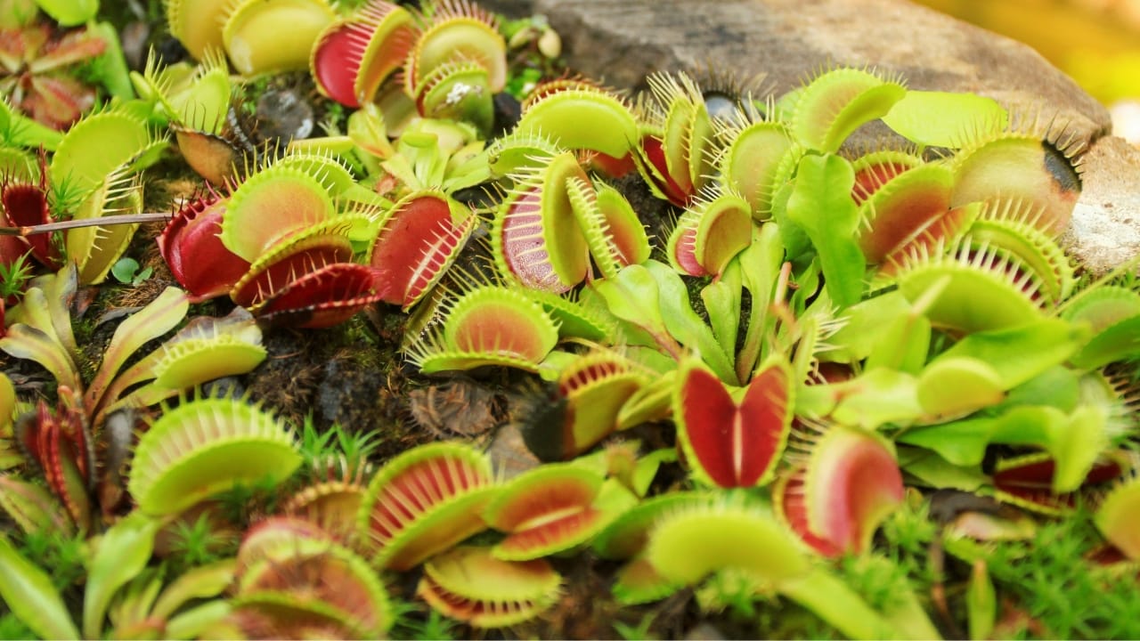 plants 