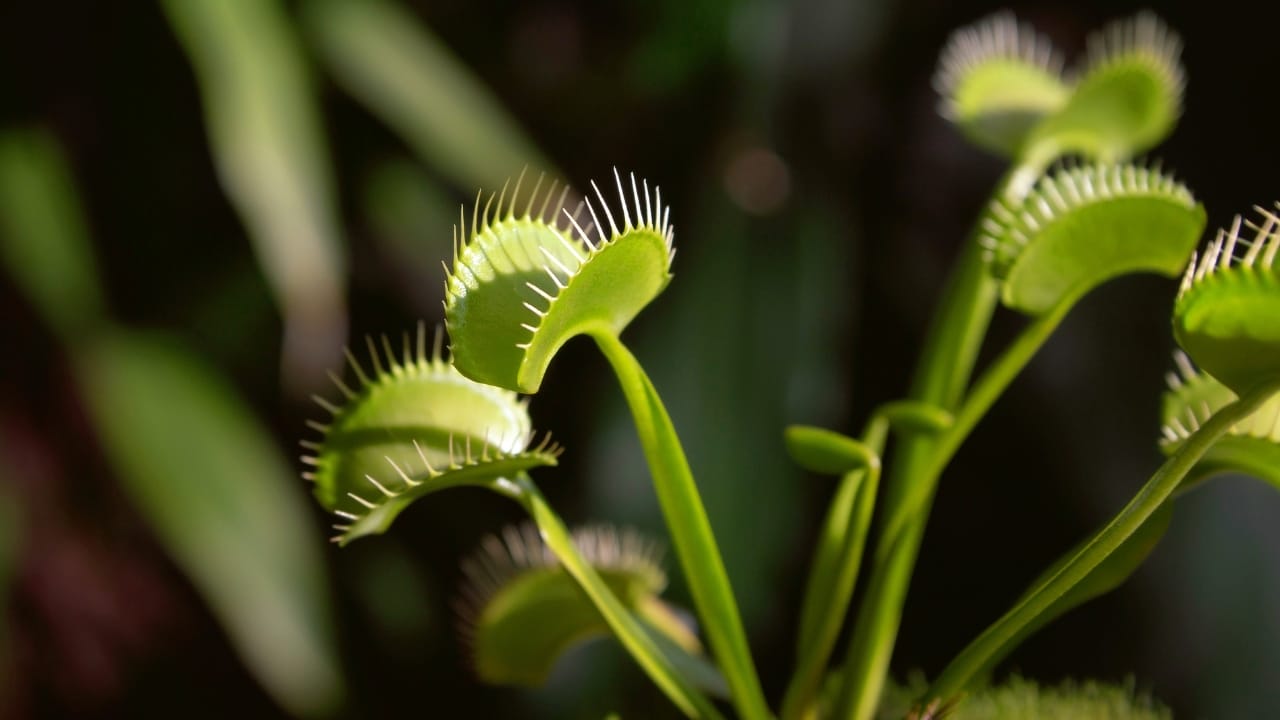 Venus fly trap