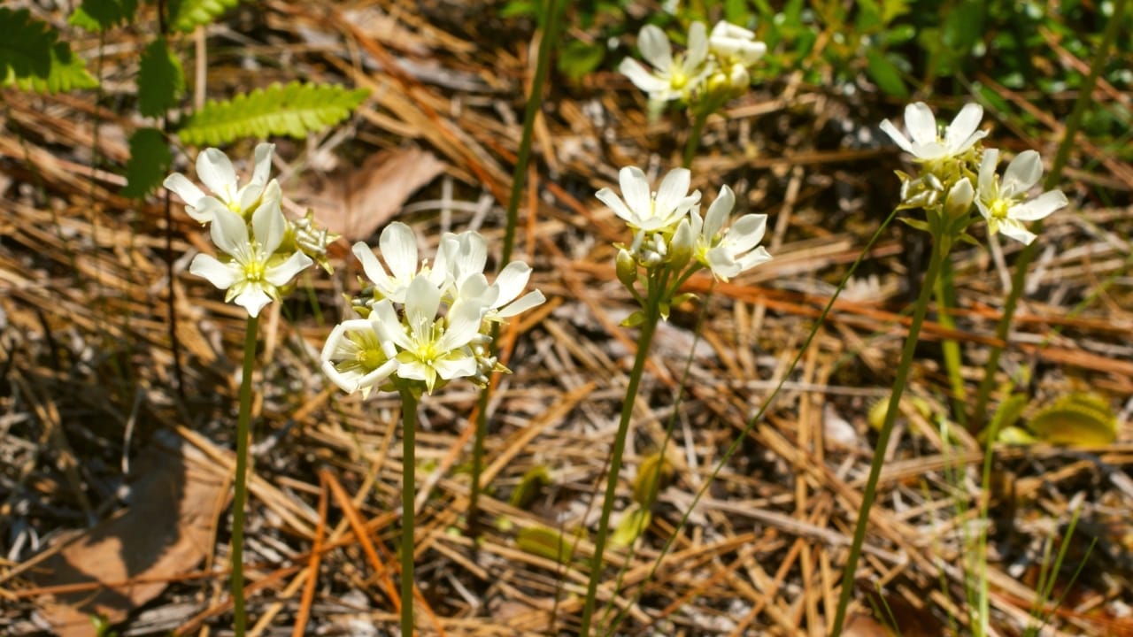 White flowers of the Venus Flytrap, Dionaea muscipula, North Carolina 