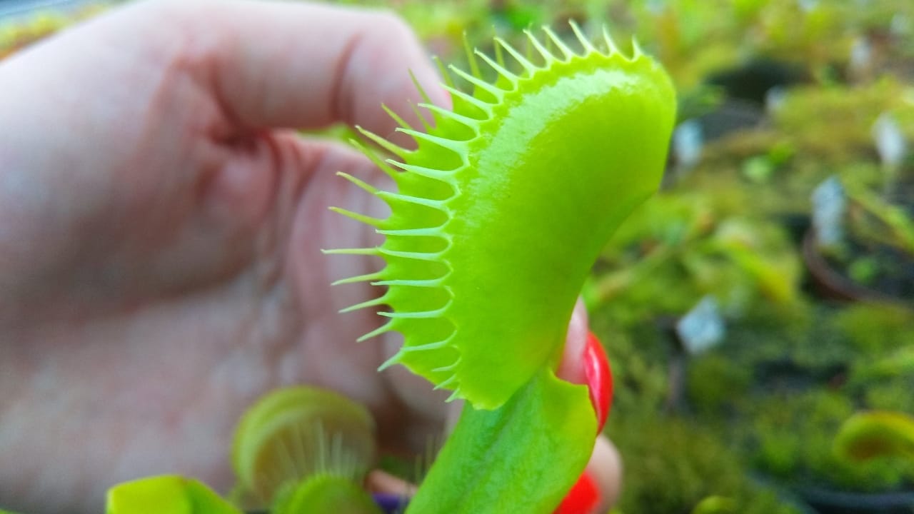 Wondering How Big Can a Venus Flytrap Get? Here's the World's Largest & Sizes of Others - big venus flytrap plant s1622373