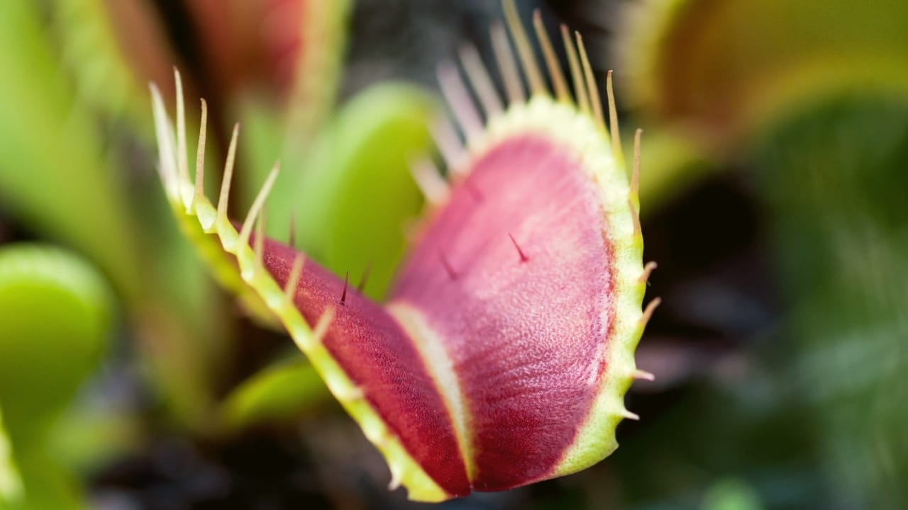  dionaea muscipula 