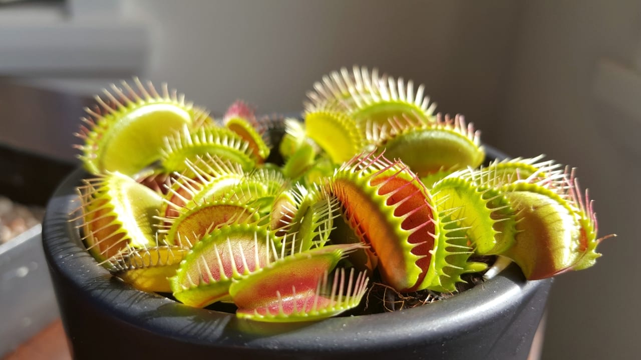  dionaea muscipula plant