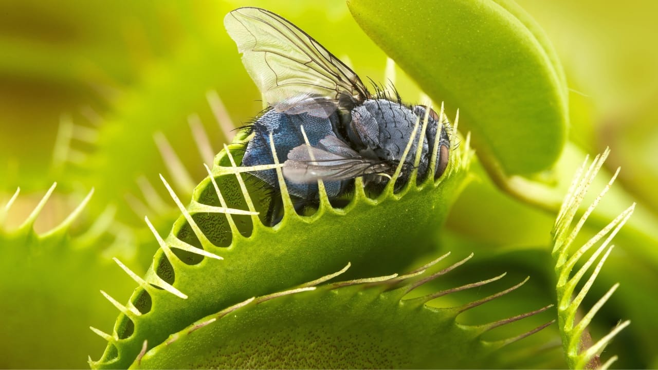  dionaea muscipula with trapped fly