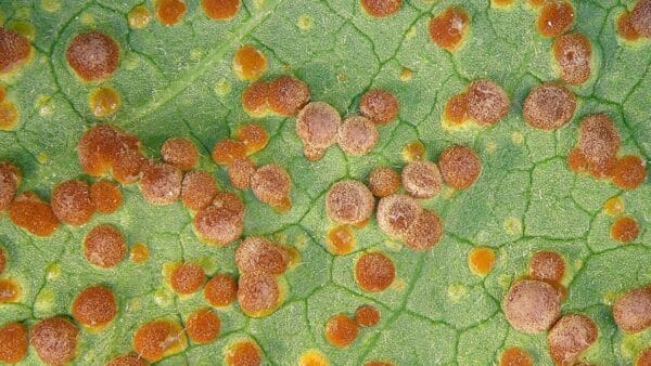 13 Common Mallow Plant Diseases to Avoid & Solutions