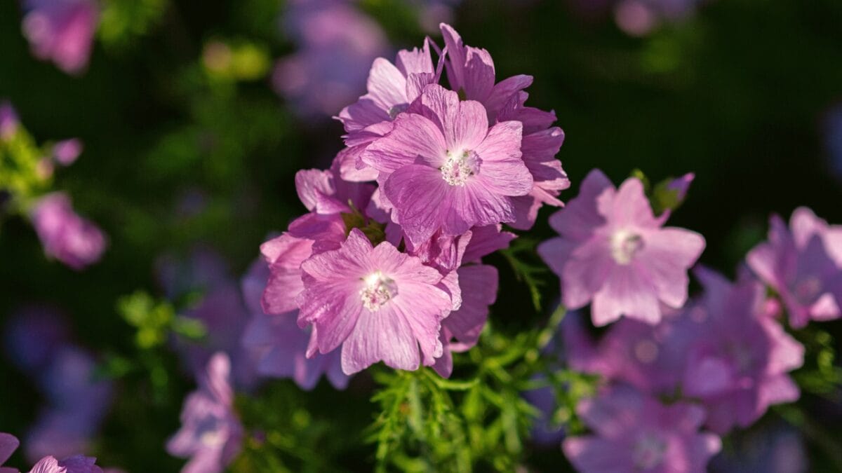 40 of the Most Gorgeous Flowers in the World - musk mallow plant 1826569391