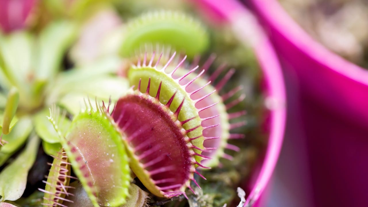 Wondering How Big Can a Venus Flytrap Get? Here's the World's Largest & Sizes of Others - venus flytrap plant s765248218