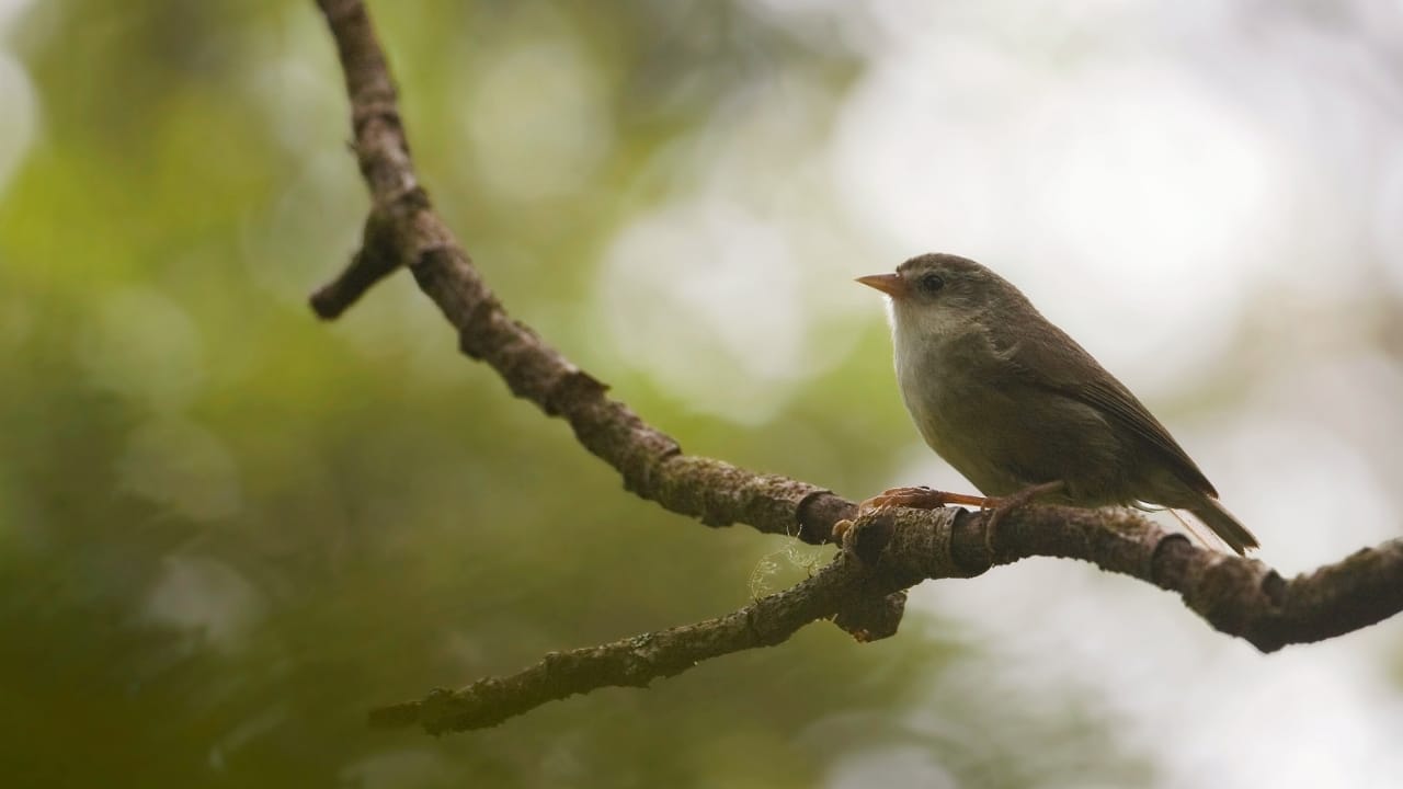 21 Species Declared Extinct, Removed from ESA Protection - Akikiki s1459849229