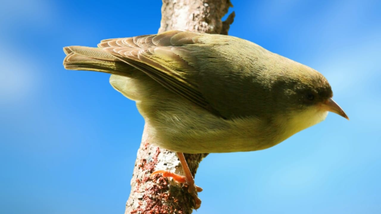 21 Species Declared Extinct, Removed from ESA Protection - Akikiki s2383965399