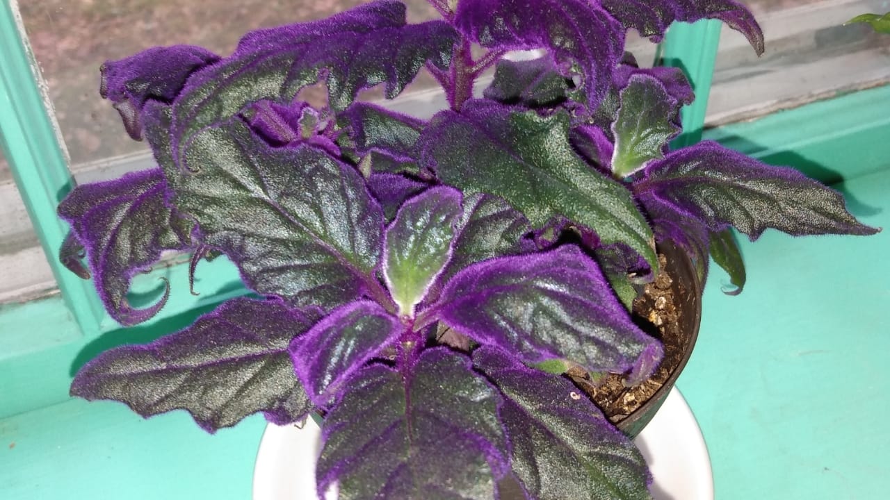 Purple Passion Vine: 101 Plant Care Guide - Gynura aurantiaca plant