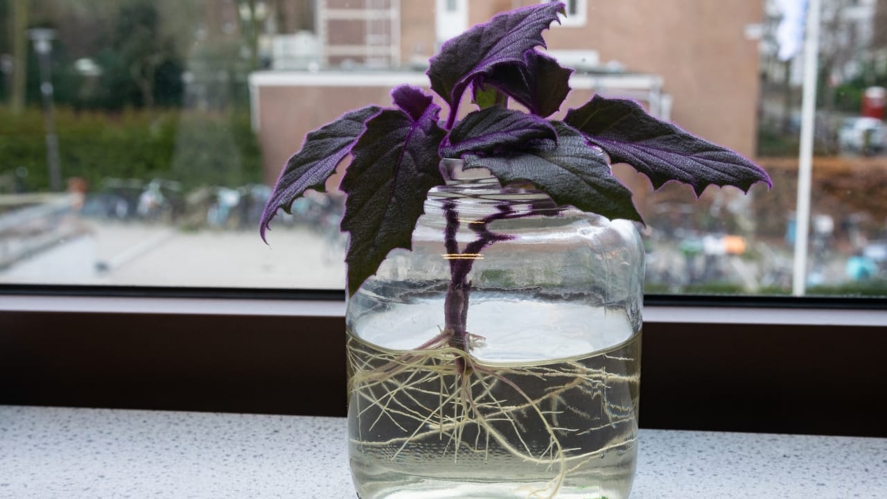 Purple Passion Vine: 101 Plant Care Guide - Gynura aurantiaca s2260021815