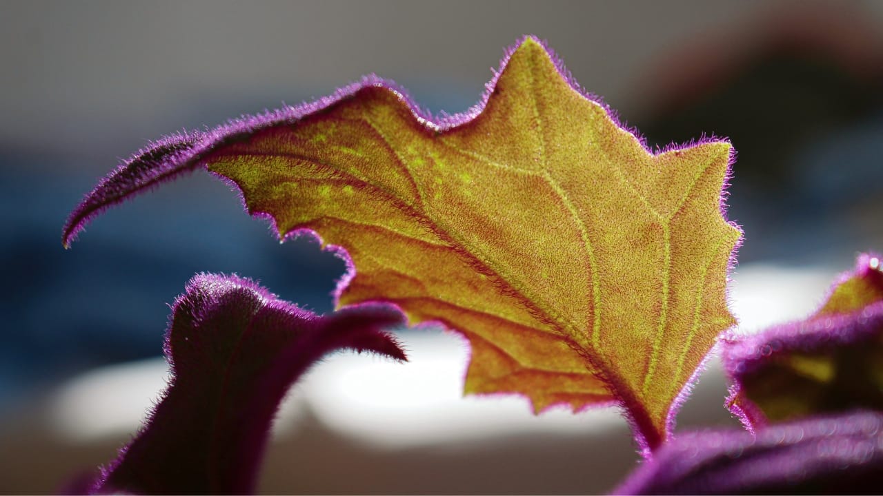 Purple Passion Vine: 101 Plant Care Guide - Velvet Plant Purple Passion Gynura Aurantiaca s2140741245