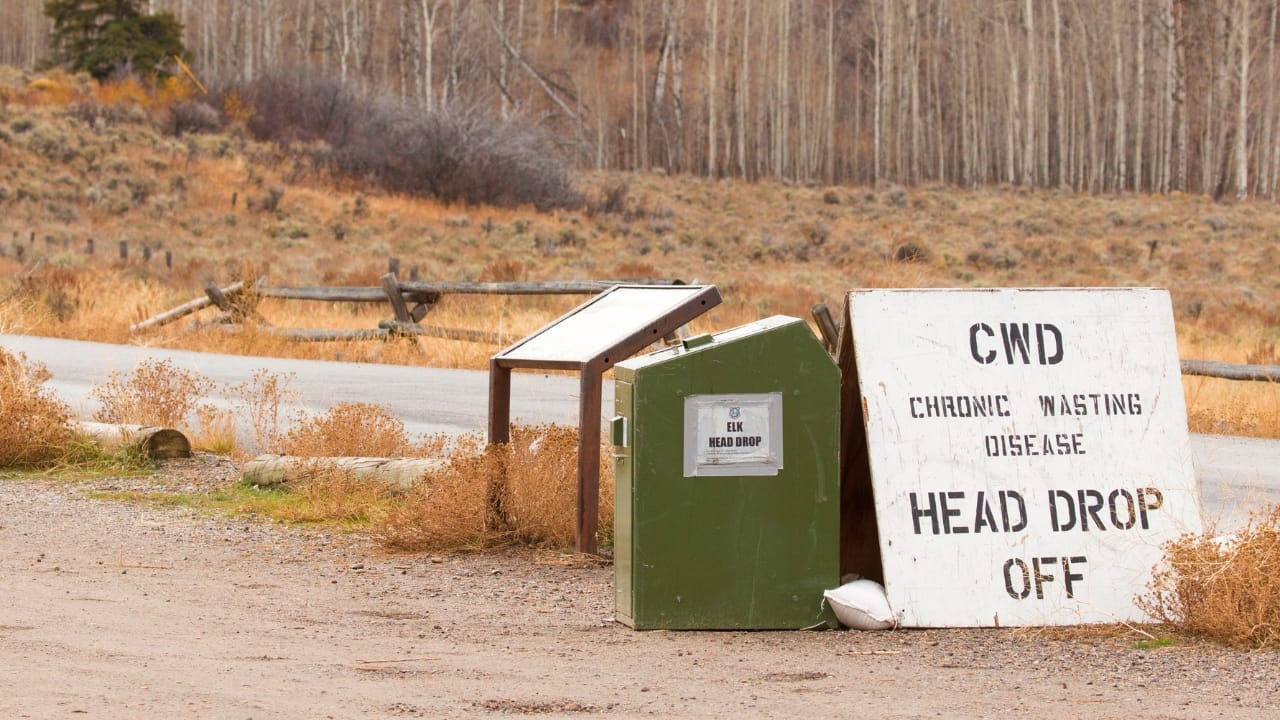 Yellowstone's "Zombie Deer Disease" & Its Potential Threat to Humans - cwd s1577197171