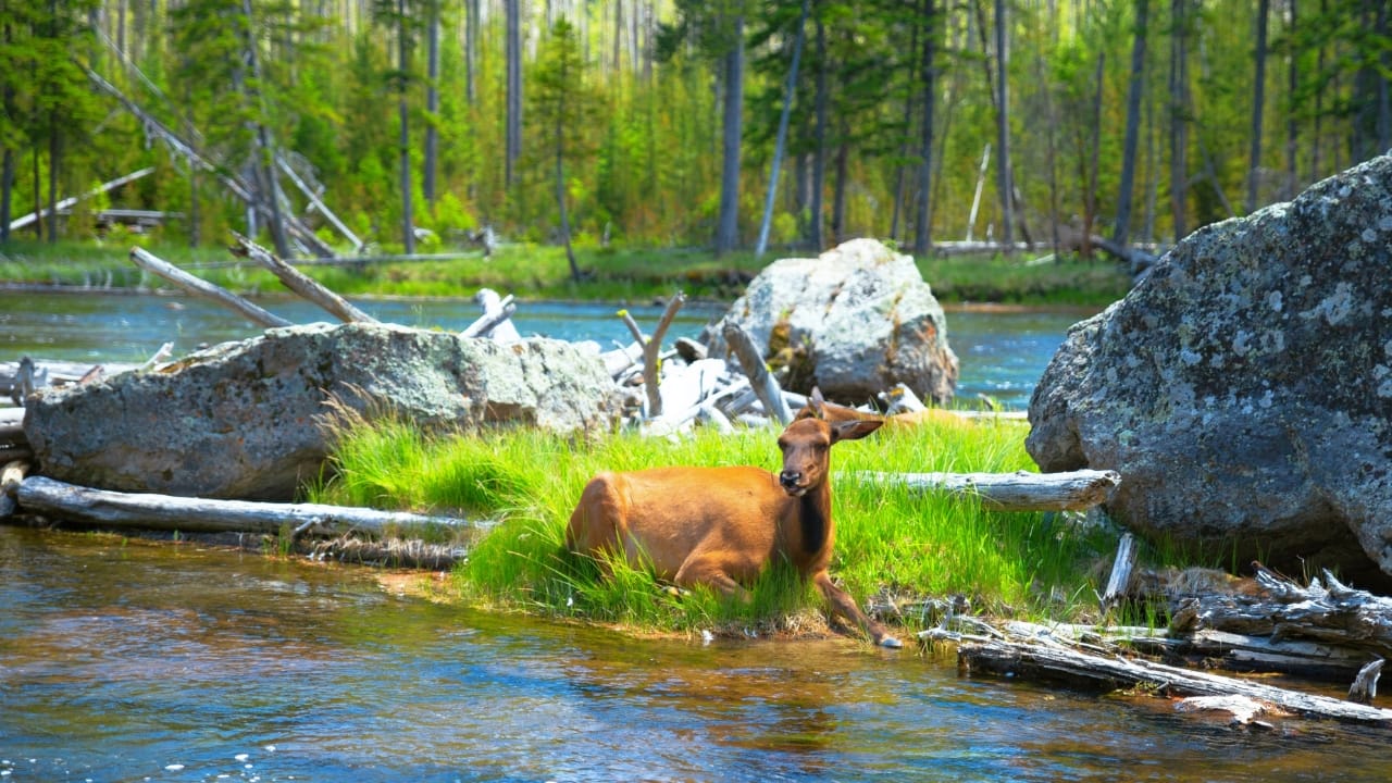 Yellowstone's "Zombie Deer Disease" & Its Potential Threat to Humans - deer s2335423221