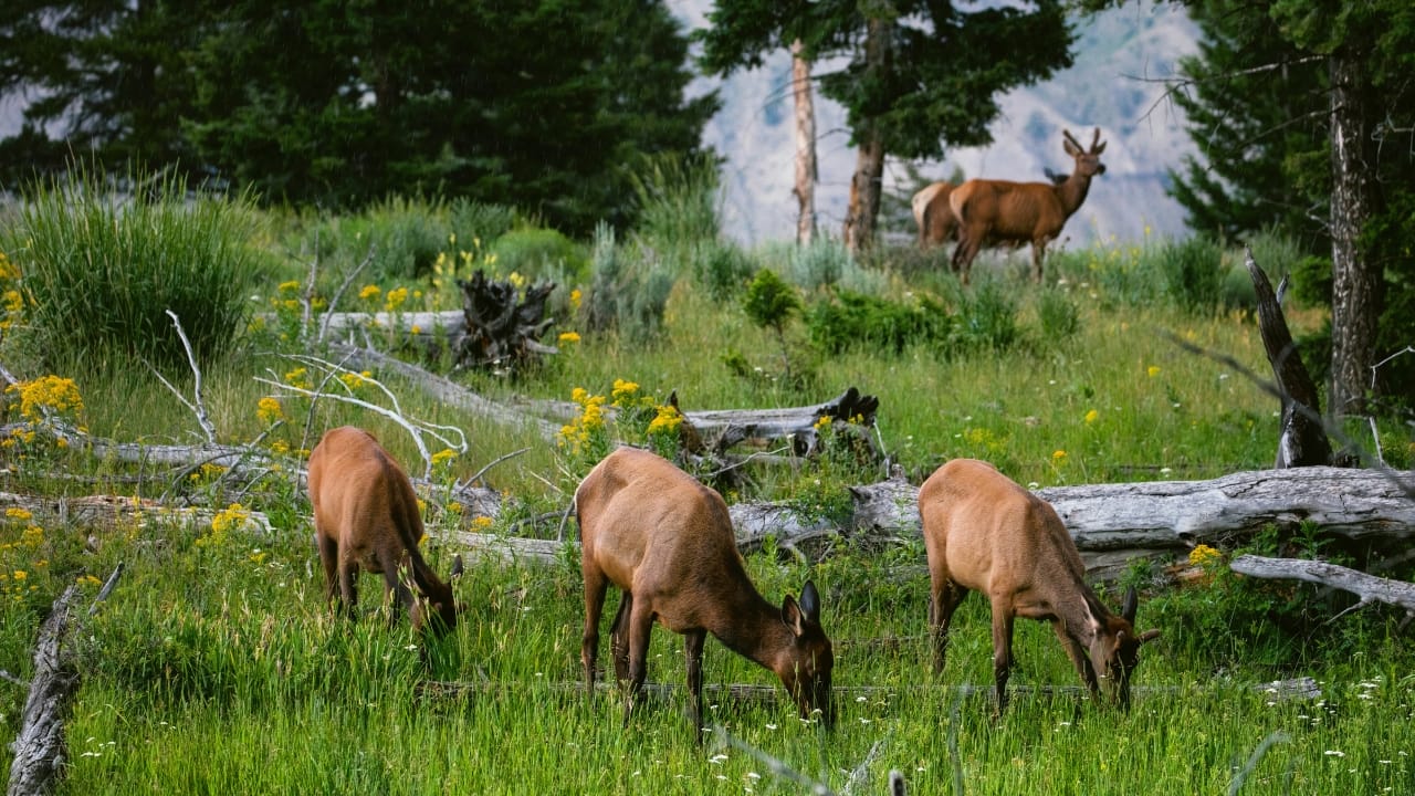 Yellowstone's "Zombie Deer Disease" & Its Potential Threat to Humans - deer yellowstone s685795894