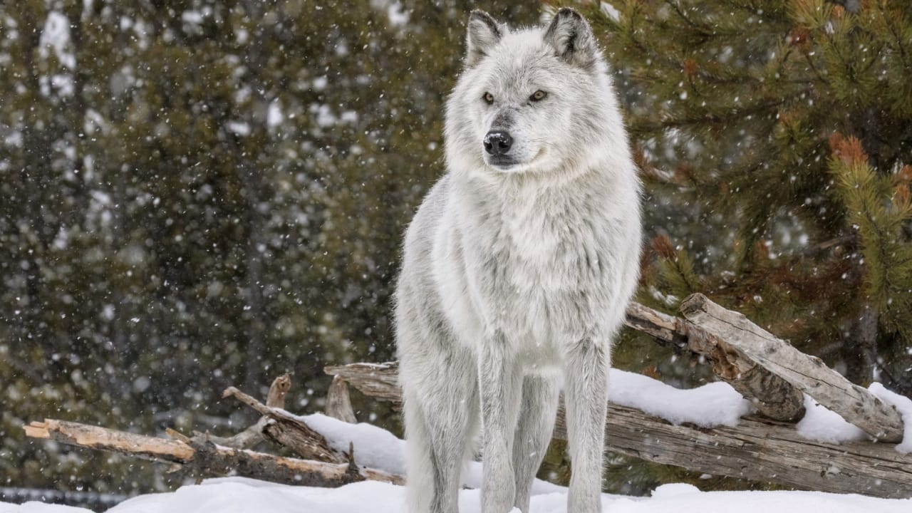 Yellowstone's "Zombie Deer Disease" & Its Potential Threat to Humans - gray wolf s265899026