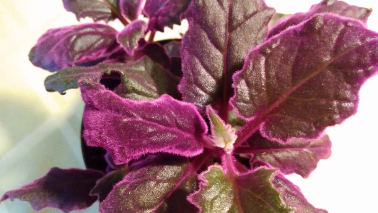 Purple Passion Vine: 101 Plant Care Guide - purple passion vine plant leaves